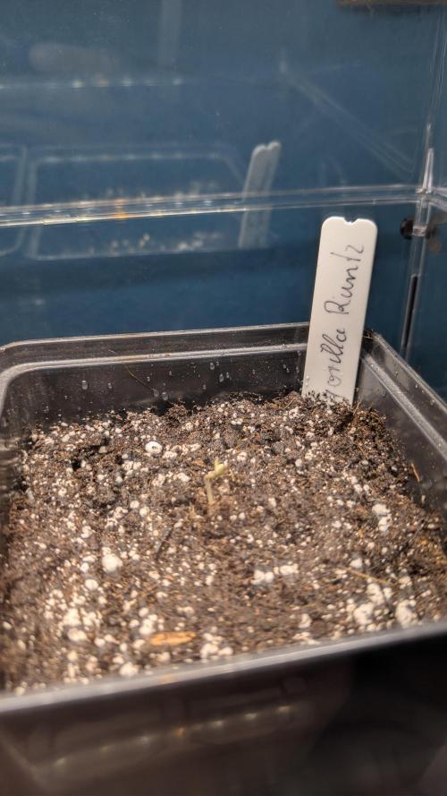 Gorilla Runtz - Seedsman. Week 0