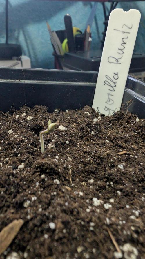 Gorilla Runtz - Seedsman. Week 0