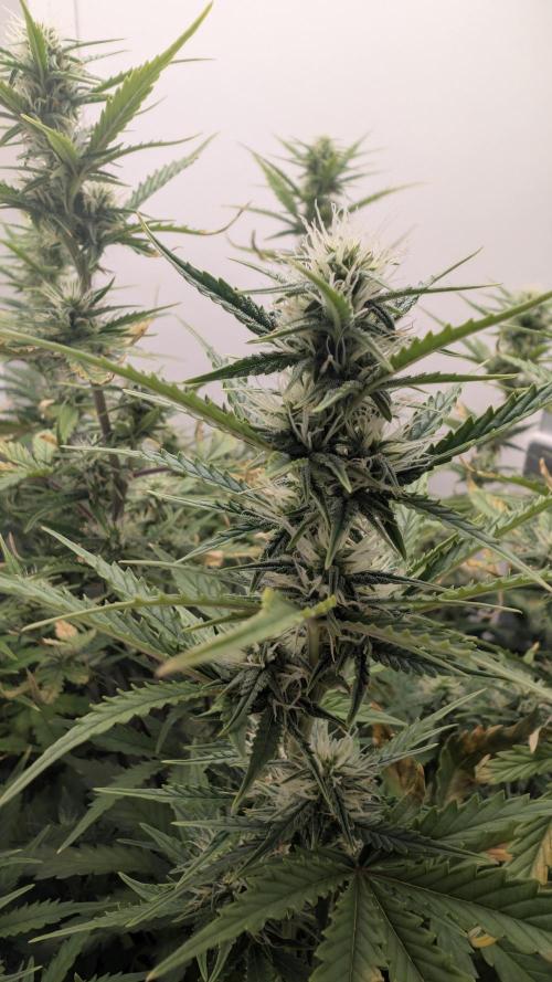 Pineapple Pulse Auto. Week 6