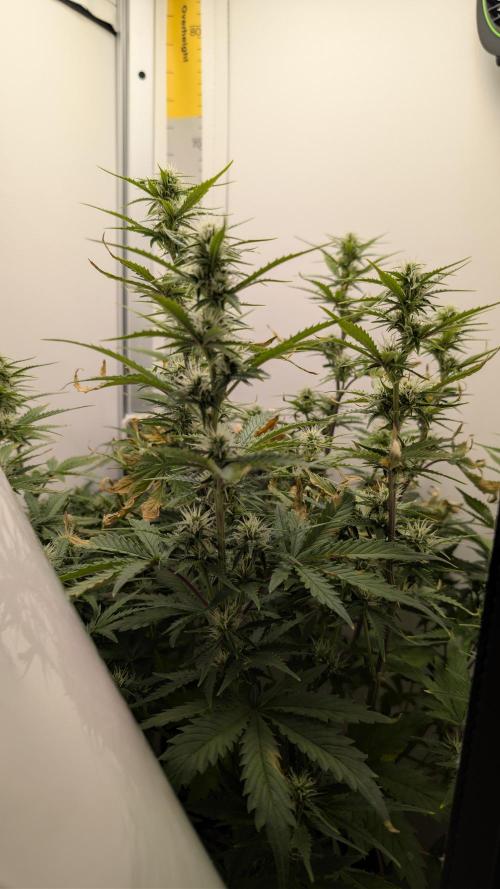 Pineapple Pulse Auto. Week 6
