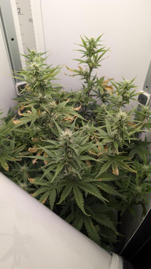 Pineapple Pulse Auto. Week 6