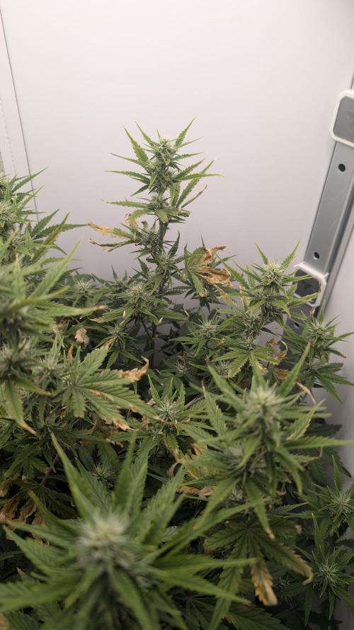 Pineapple Pulse Auto. Week 6