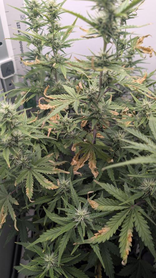 Pineapple Pulse Auto. Week 6