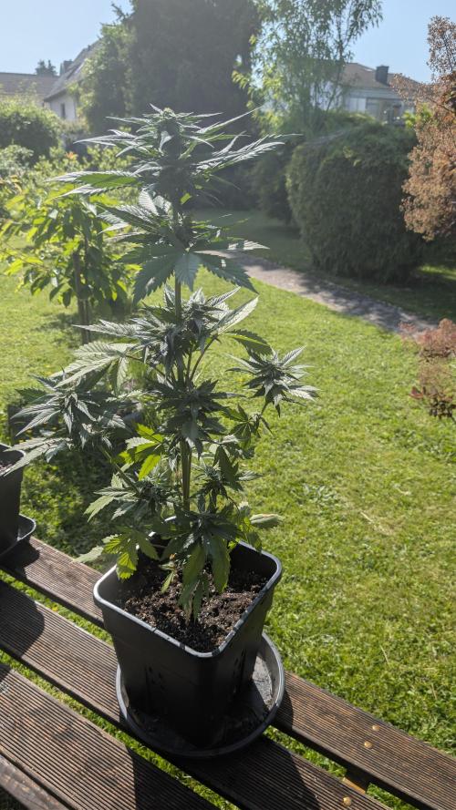 Wild Thai Automatic. Week 6