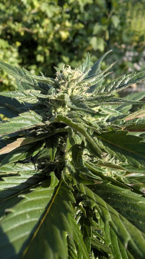Wild Thai Automatic. Week 6