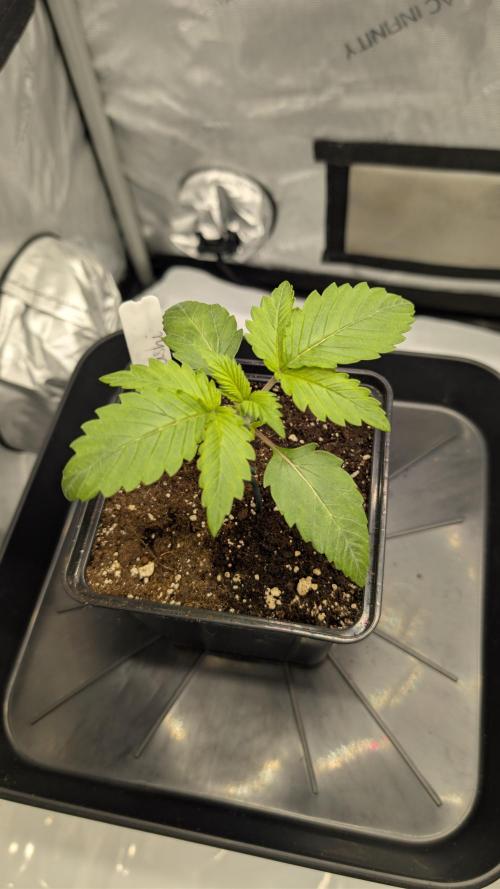 Blue Zushi - Ganja Farmer. Week 1