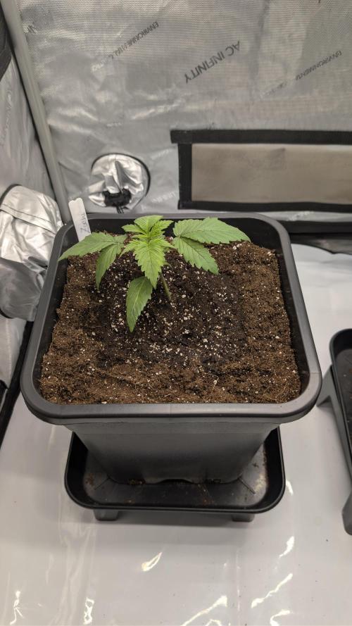 Blue Zushi - Ganja Farmer. Week 1
