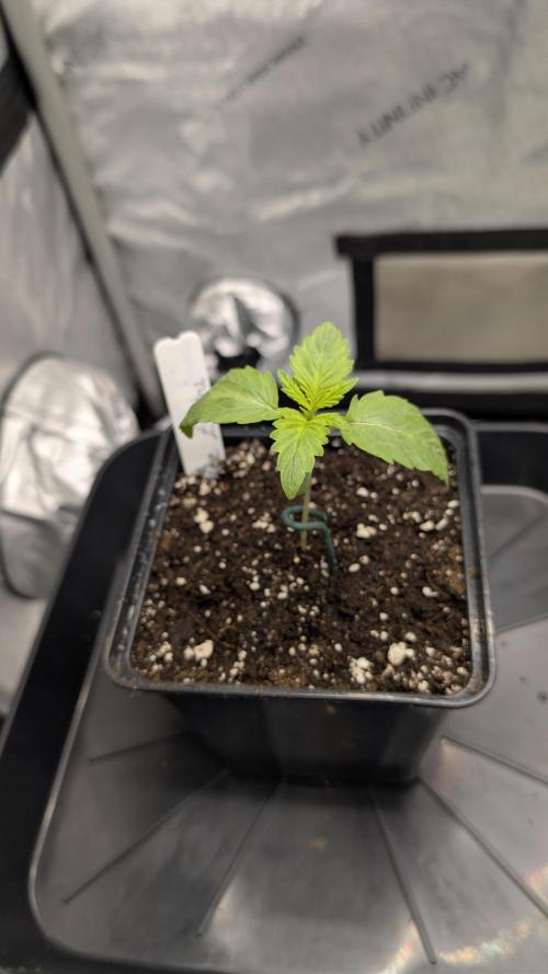 Blue Zushi - Ganja Farmer. Week 1