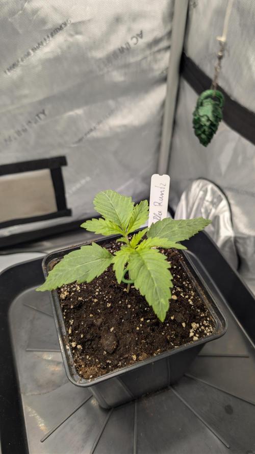 Gorilla Runtz - Seedsman. Week 1