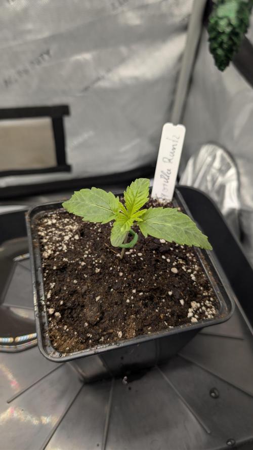 Gorilla Runtz - Seedsman. Week 1