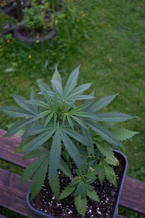 Strawberry Banana Auto - Outdoor. Week 4