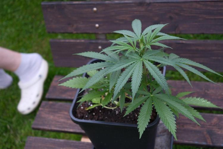 Strawberry Banana Auto - Outdoor. Week 4