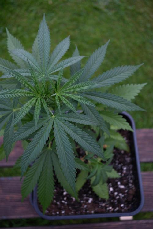 Strawberry Banana Auto - Outdoor. Week 4