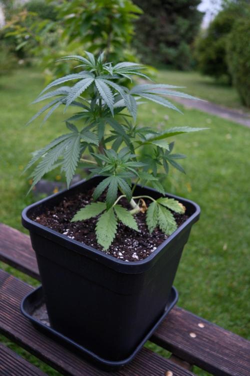 Strawberry Banana Auto - Outdoor. Week 4