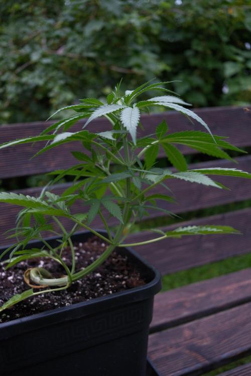 Strawberry Banana Auto - Outdoor. Week 4