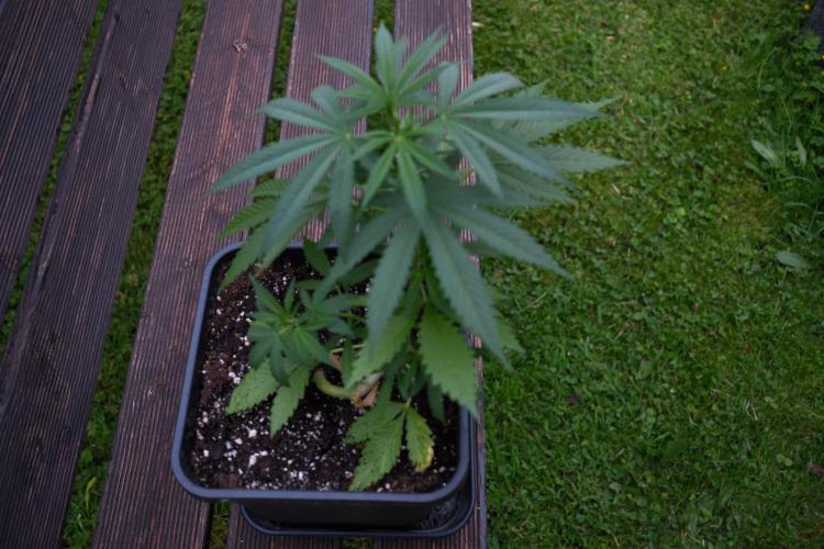 Strawberry Banana Auto - Outdoor. Week 4