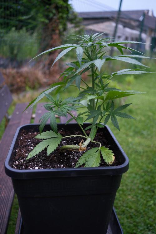 Strawberry Banana Auto - Outdoor. Week 4