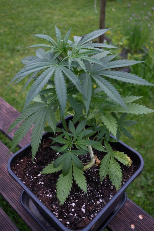 Strawberry Banana Auto - Outdoor. Week 4