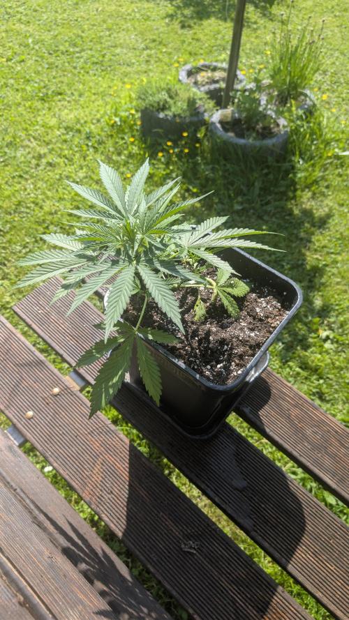 Strawberry Banana Auto - Outdoor. Week 4
