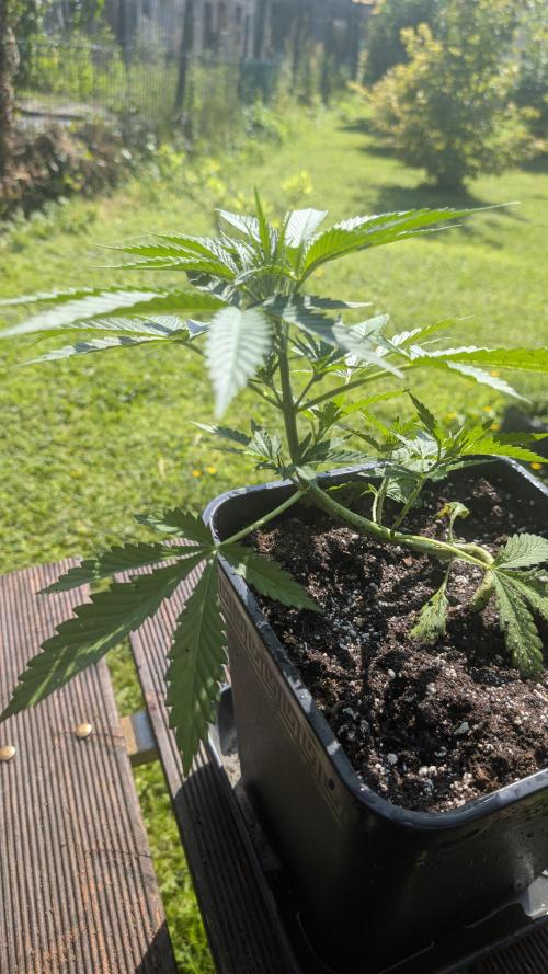 Strawberry Banana Auto - Outdoor. Week 4