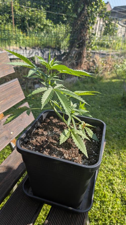Strawberry Banana Auto - Outdoor. Week 4