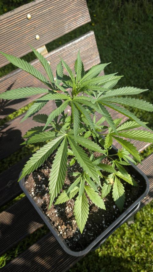 Strawberry Banana Auto - Outdoor. Week 4