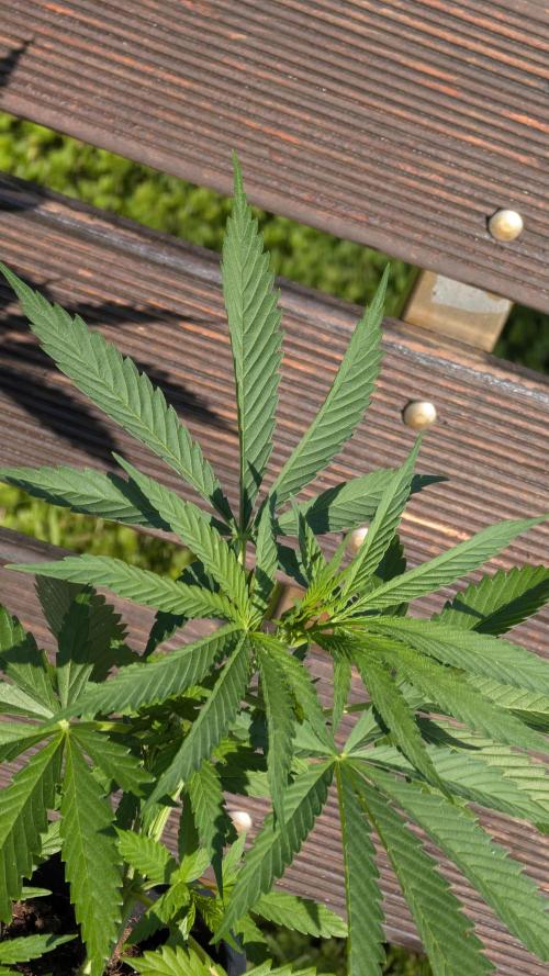 Strawberry Banana Auto - Outdoor. Week 4