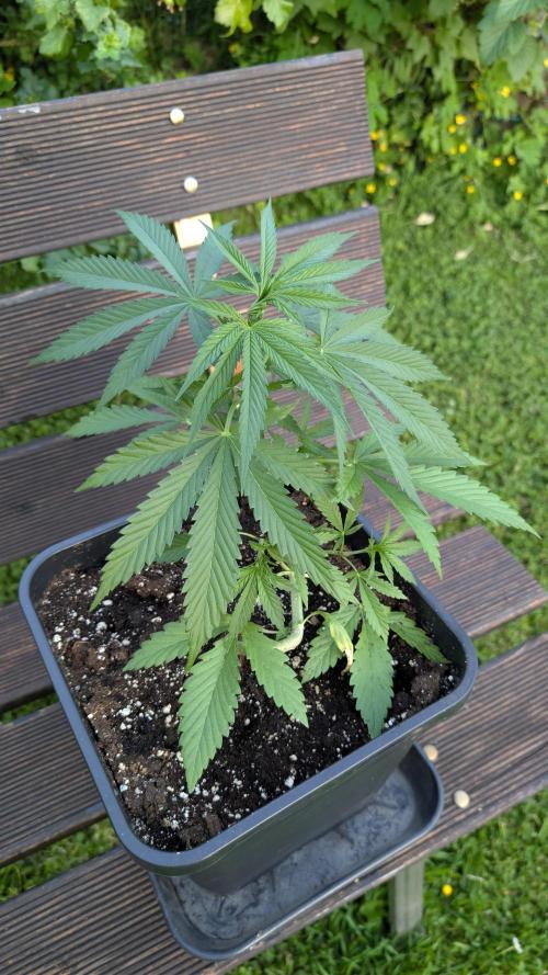 Strawberry Banana Auto - Outdoor. Week 4