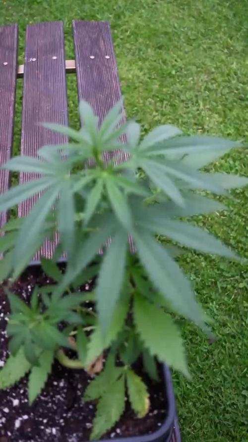 Strawberry Banana Auto - Outdoor