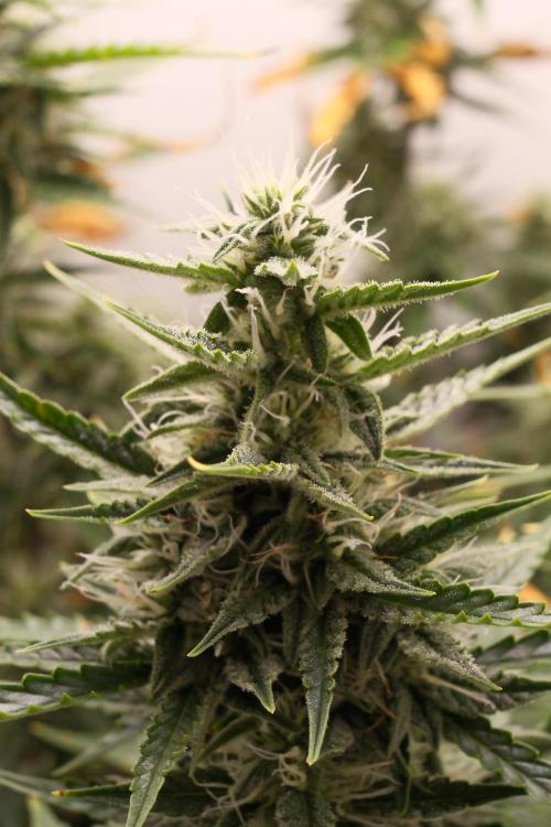 Pineapple Pulse Auto. Week 7