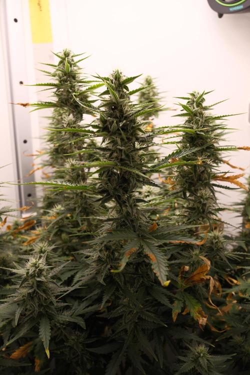Pineapple Pulse Auto. Week 7