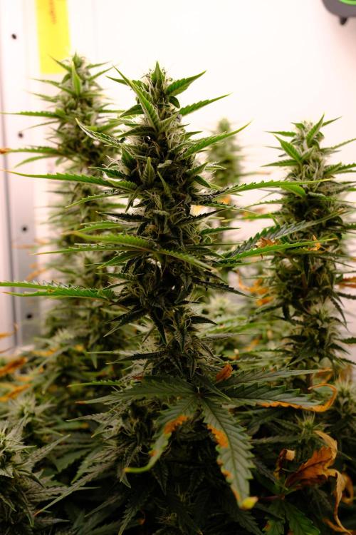 Pineapple Pulse Auto. Week 7