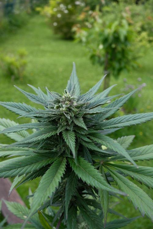 Wild Thai Automatic. Week 7