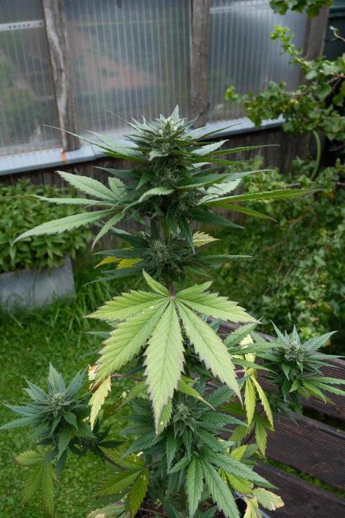 Wild Thai Automatic. Week 7