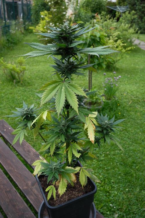 Wild Thai Automatic. Week 7