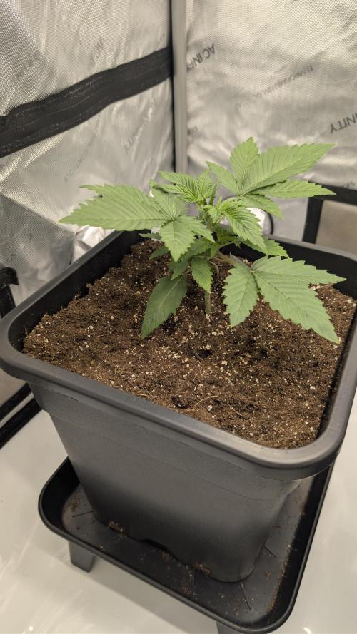 Blue Zushi - Ganja Farmer. Week 2