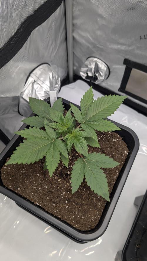 Blue Zushi - Ganja Farmer. Week 2