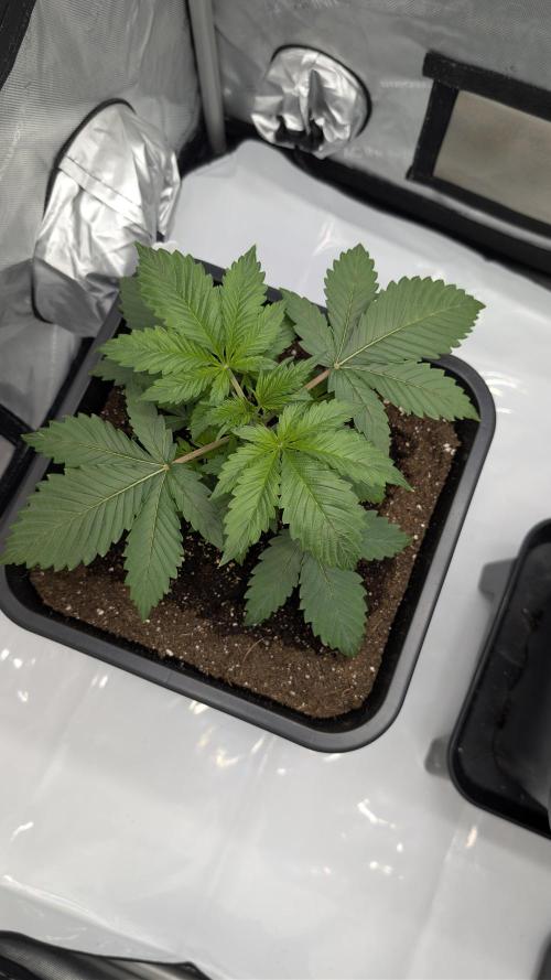 Blue Zushi - Ganja Farmer. Week 2