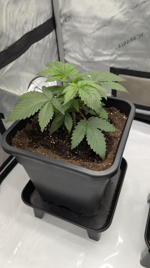 Blue Zushi - Ganja Farmer. Week 2