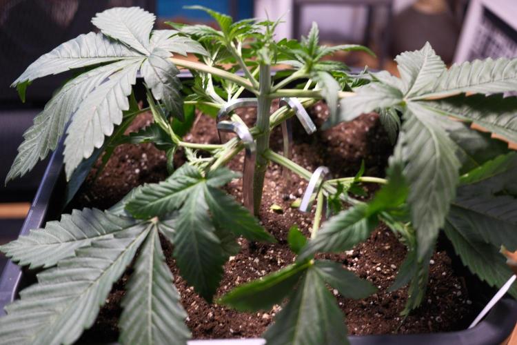 Blue Zushi - Ganja Farmer. Week 2