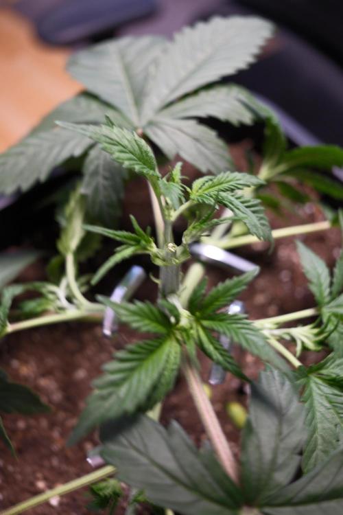 Blue Zushi - Ganja Farmer. Week 2