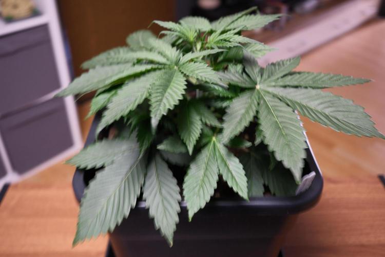 Blue Zushi - Ganja Farmer. Week 2