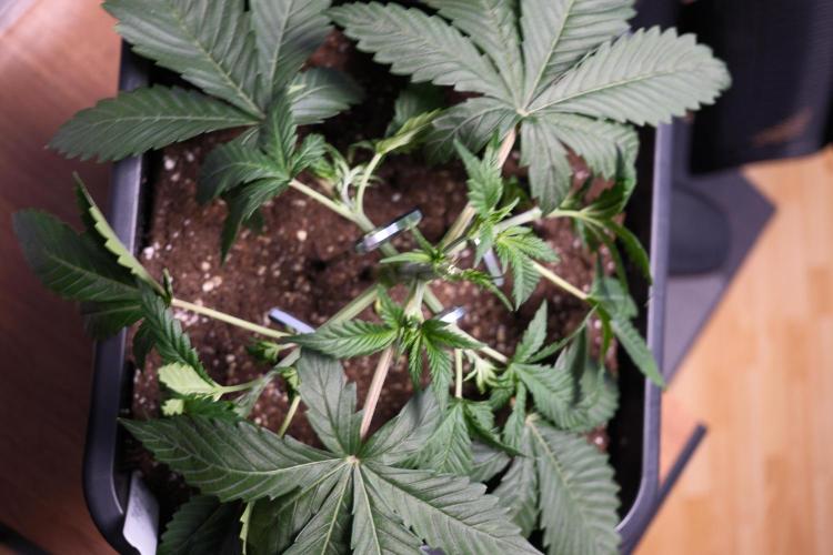 Blue Zushi - Ganja Farmer. Week 2
