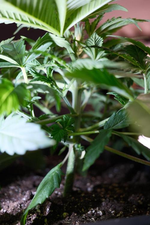 Blue Zushi - Ganja Farmer. Week 2