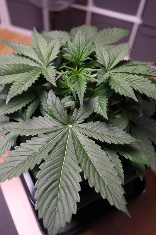 Blue Zushi - Ganja Farmer. Week 2