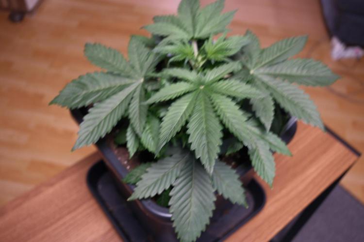 Blue Zushi - Ganja Farmer. Week 2