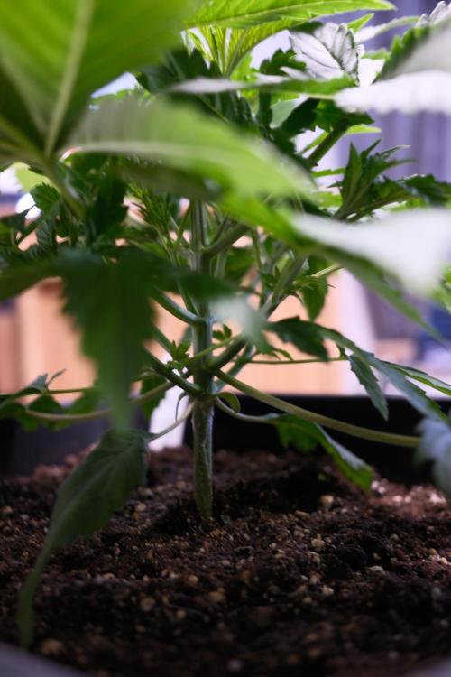 Gorilla Runtz - Seedsman. Week 2