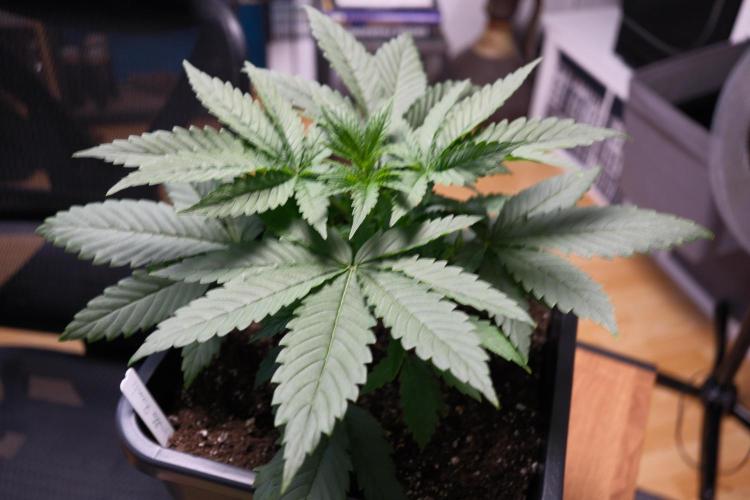Gorilla Runtz - Seedsman. Week 2