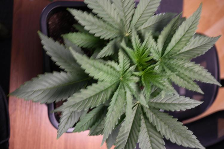 Gorilla Runtz - Seedsman. Week 2