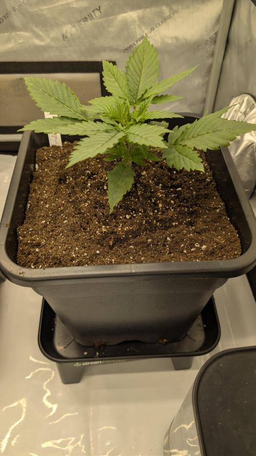 Gorilla Runtz - Seedsman. Week 2